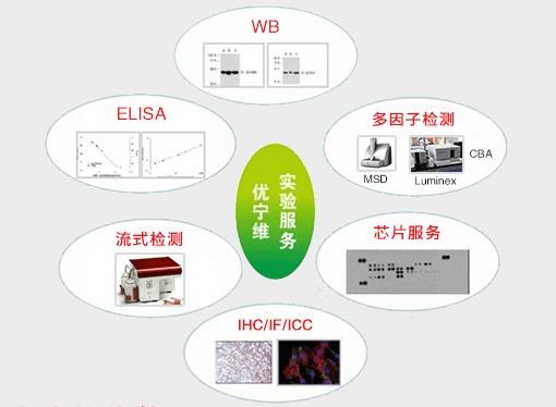 優(yōu)寧維 專業(yè)抗體供應商，隆重推出全面實驗技術服務